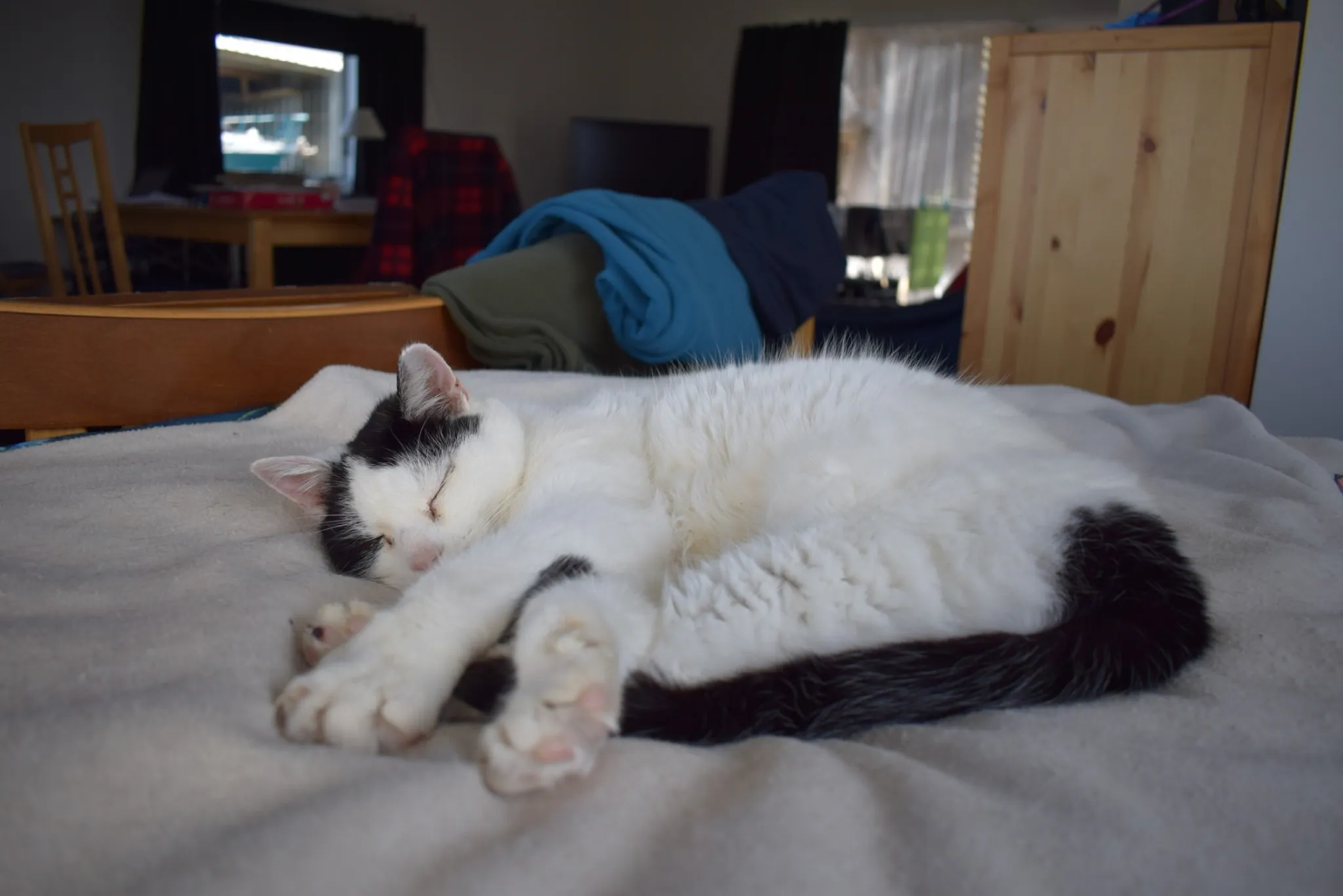 G09 marshall on our bed 523 maungarangi rd july 2018 (1)